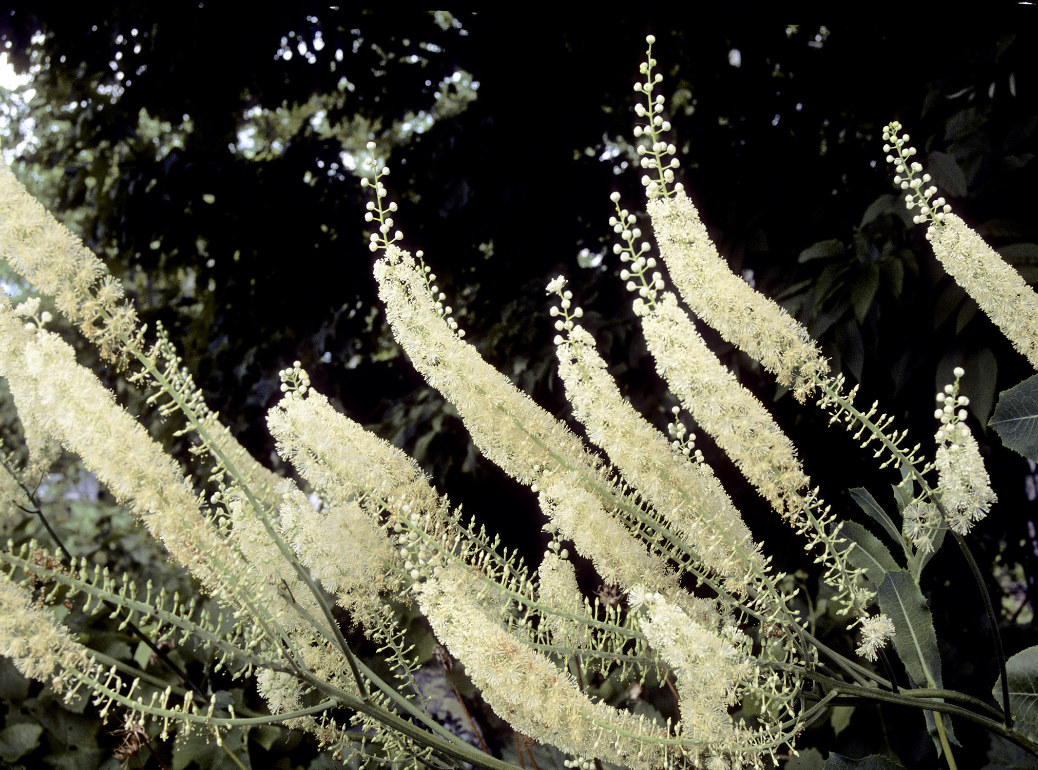 Black Cohosh plant