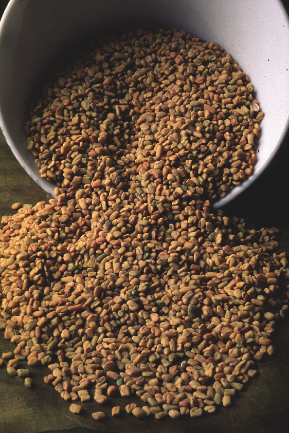 fenugreek