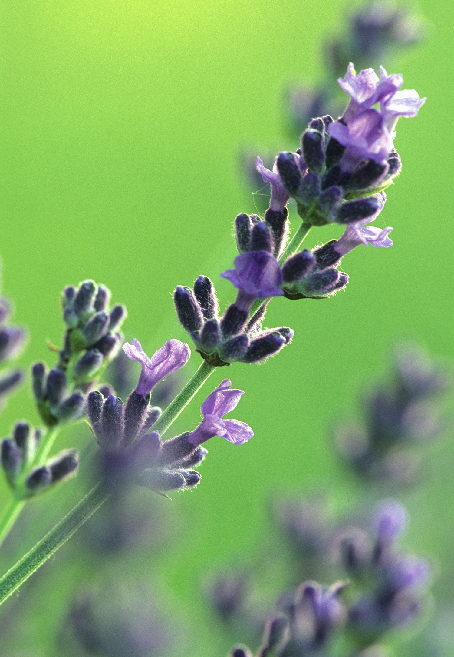 lavender
