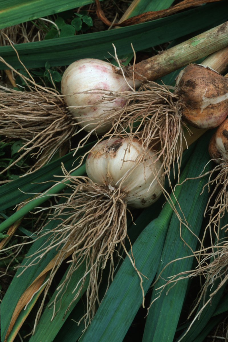 Garlic plant