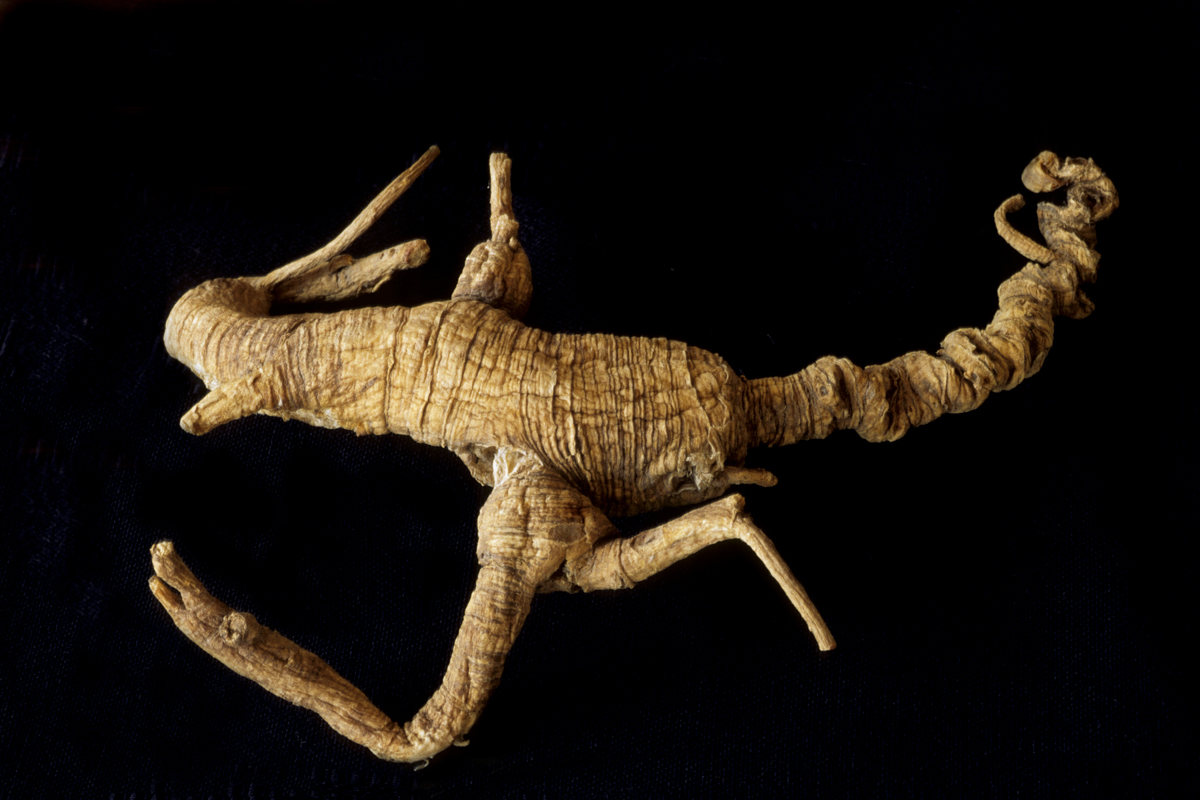Ginseng plant