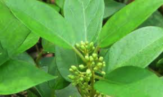 Gymnema plant