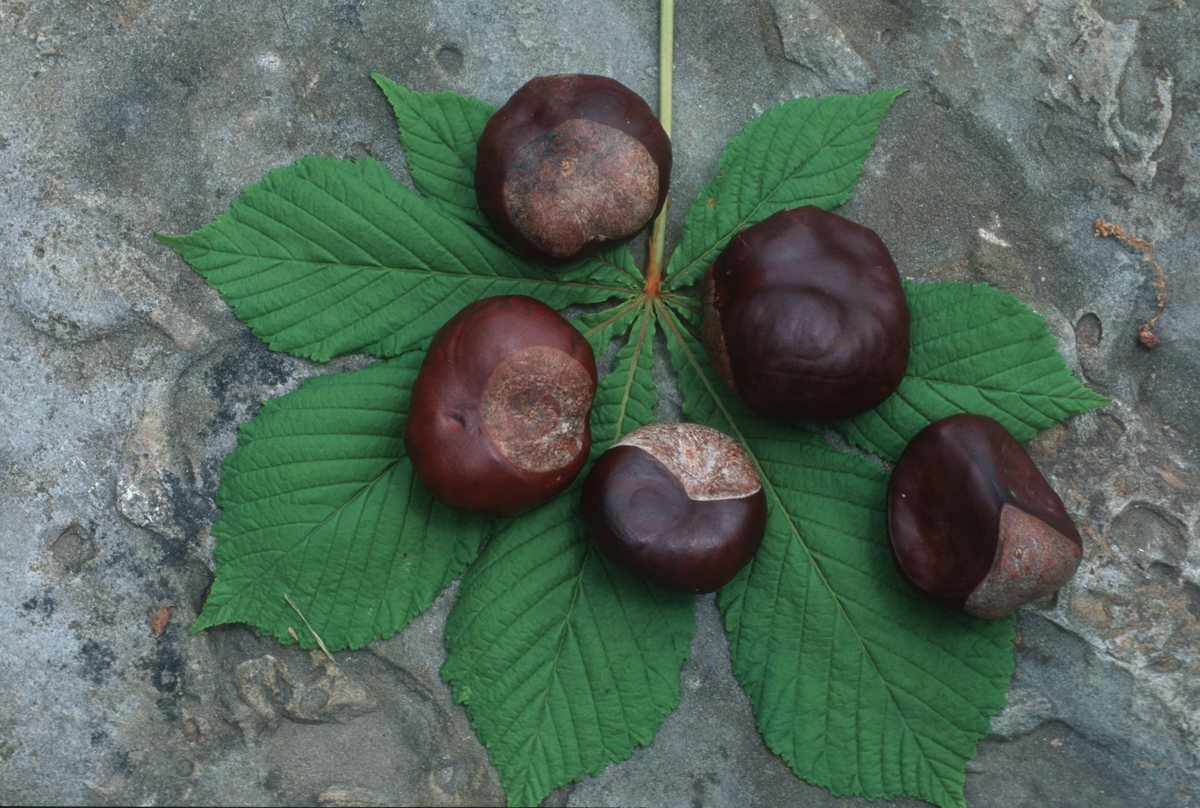 Horse Chestnut plant