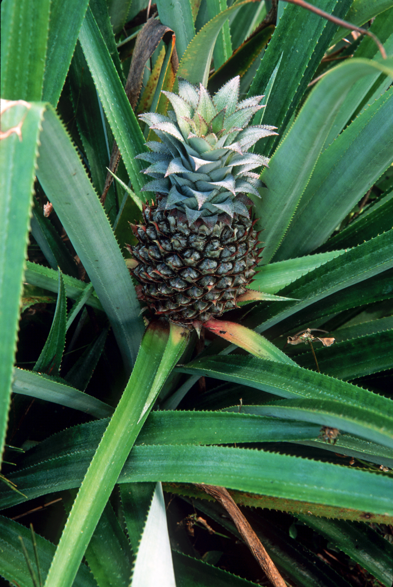 Bromelain plant
