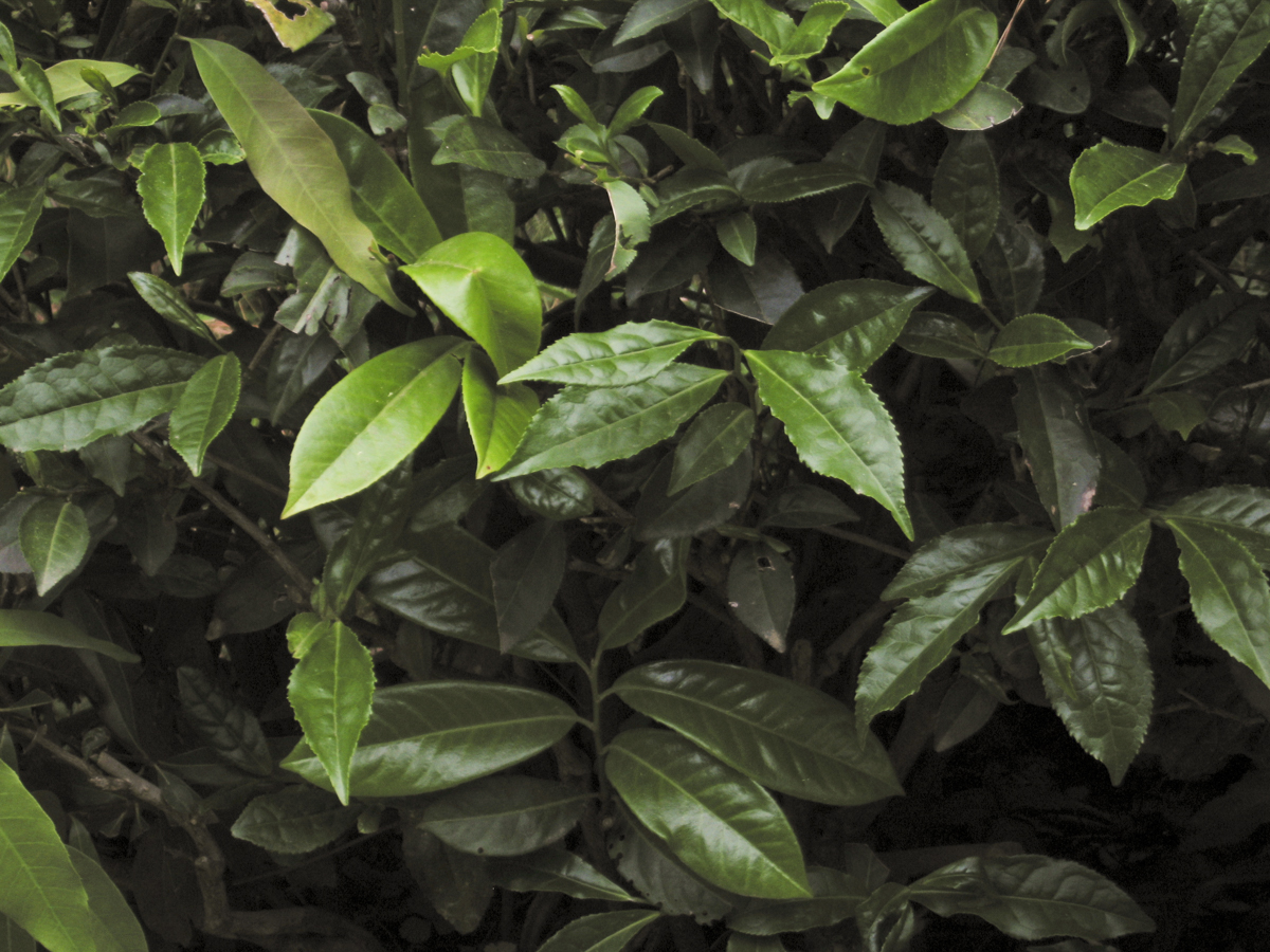 Green Tea plant
