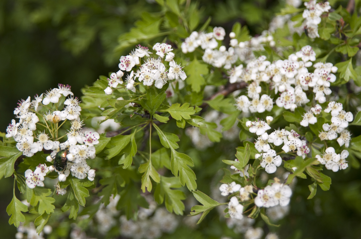Hawthorn plant
