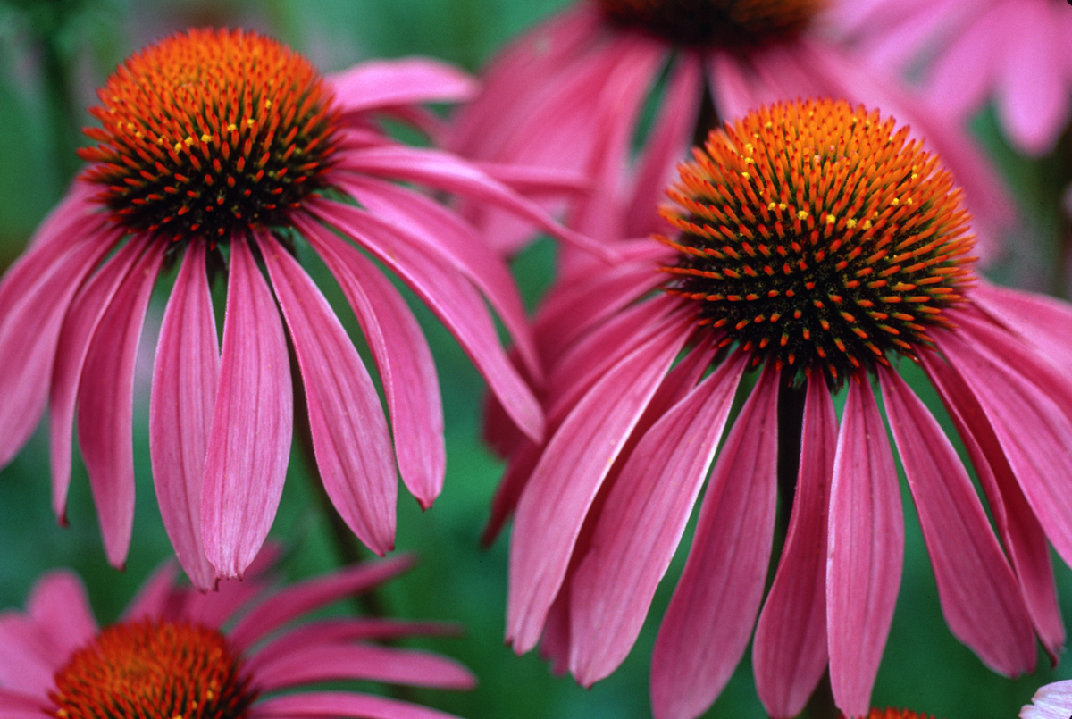 Echinacea plant