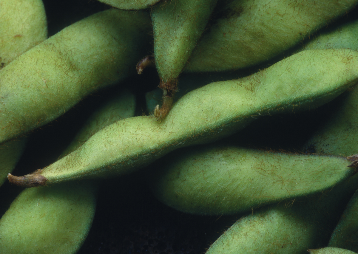 Soy plant