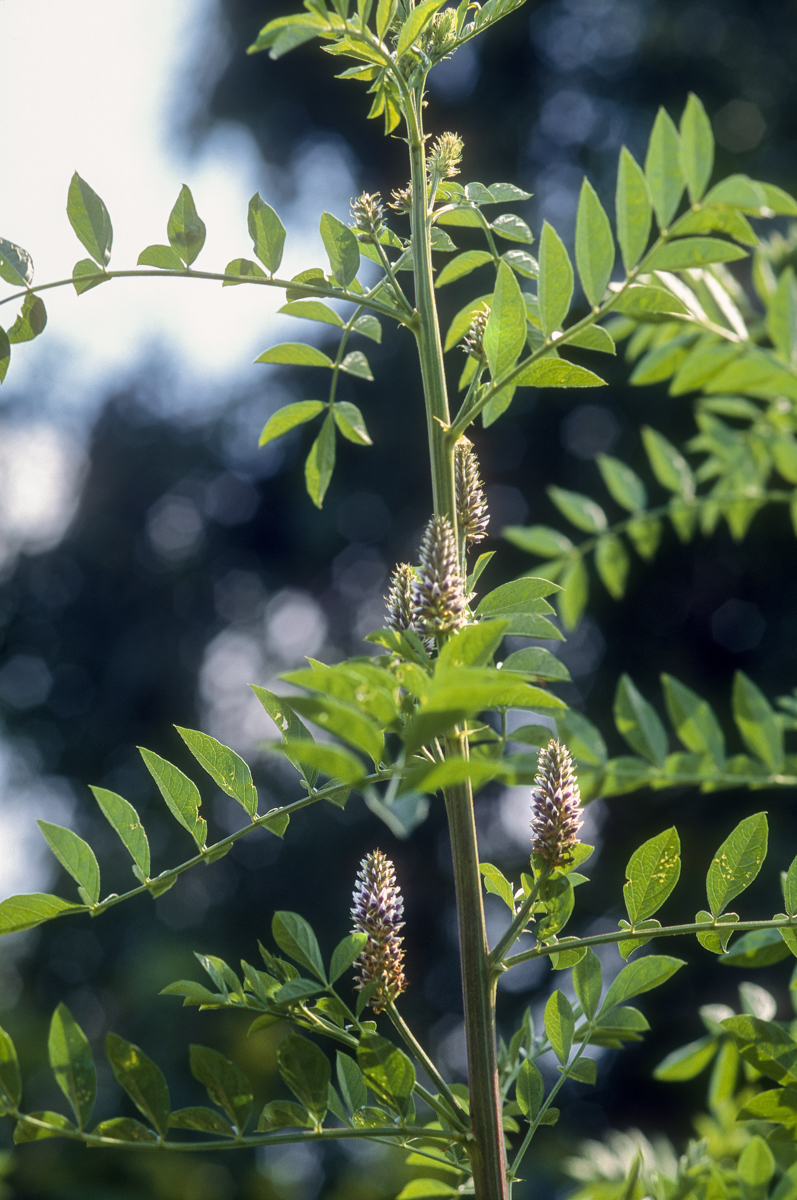 Licorice Root plant