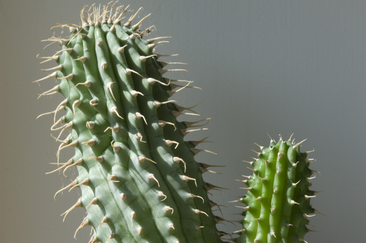 Hoodia plant