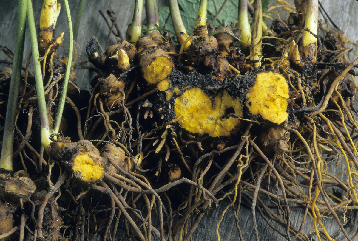 Goldenseal plant