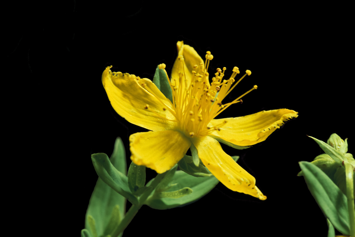 St. John's Wort plant