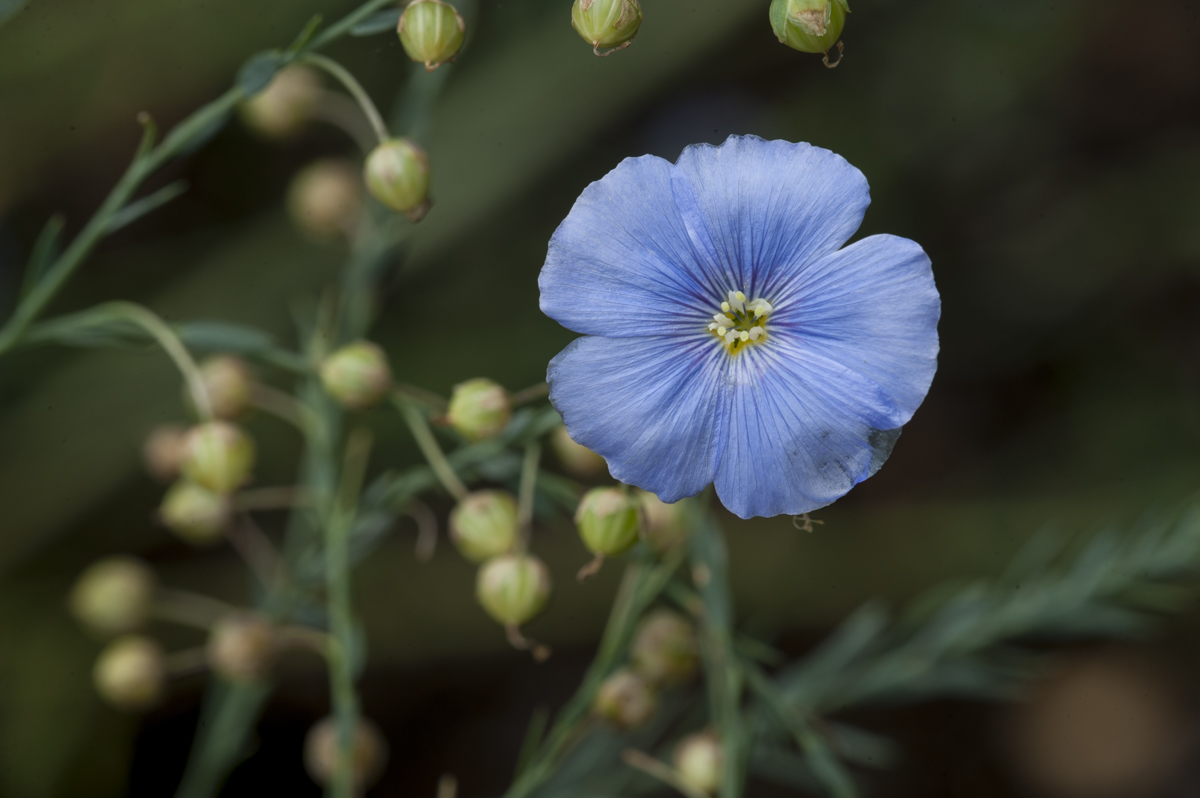 Flaxseed (and Flaxseed Oil) plant