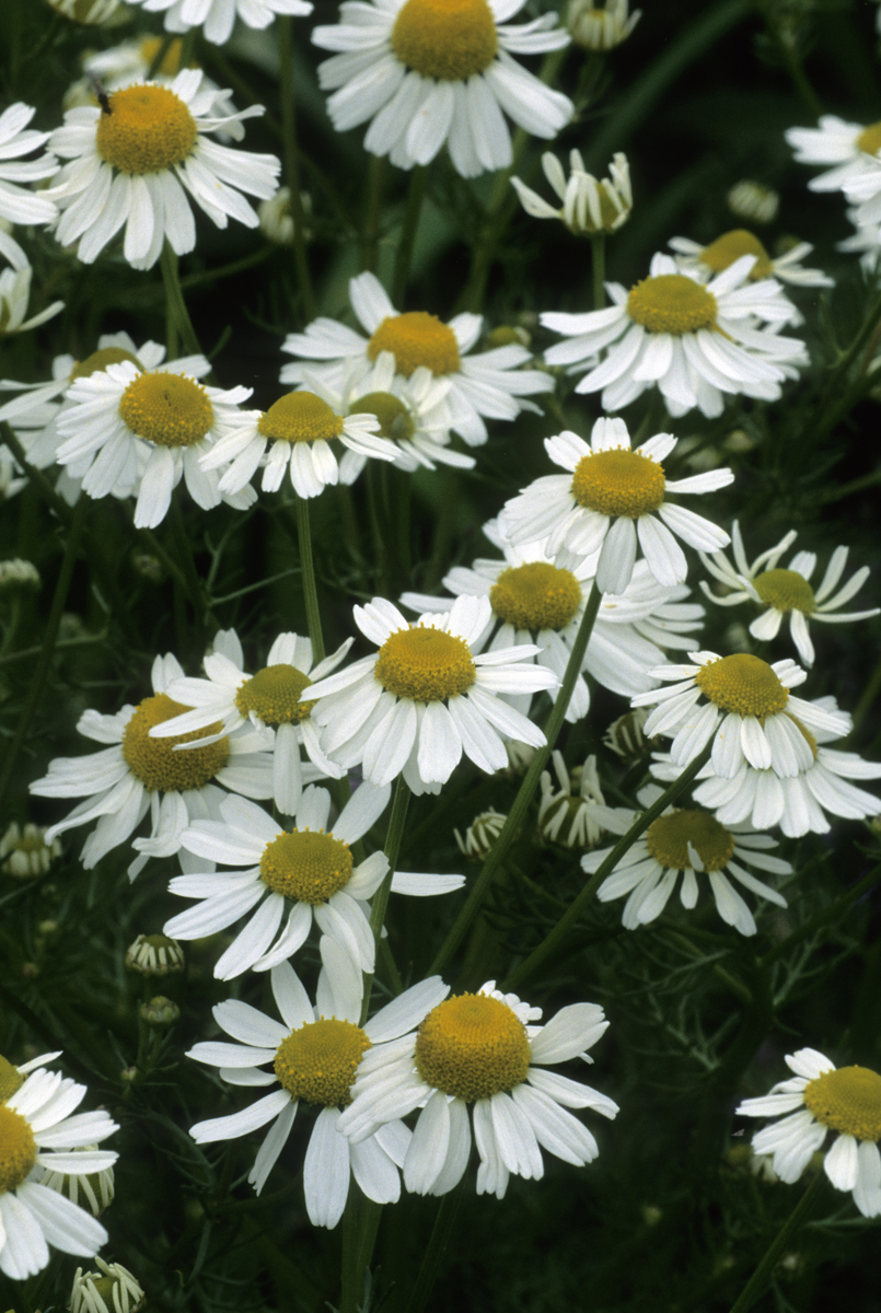 Chamomile plant