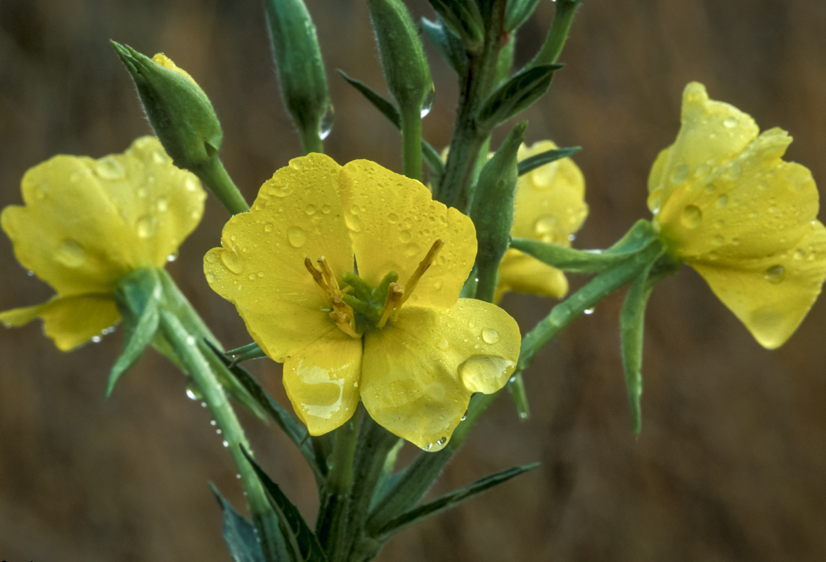 Evening Primrose Oil plant