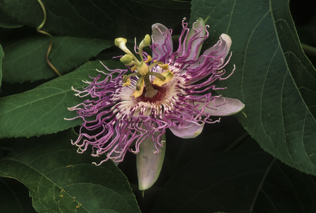 Passionflower plant