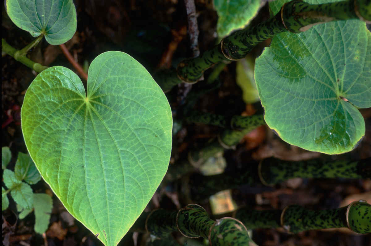 Kava plant