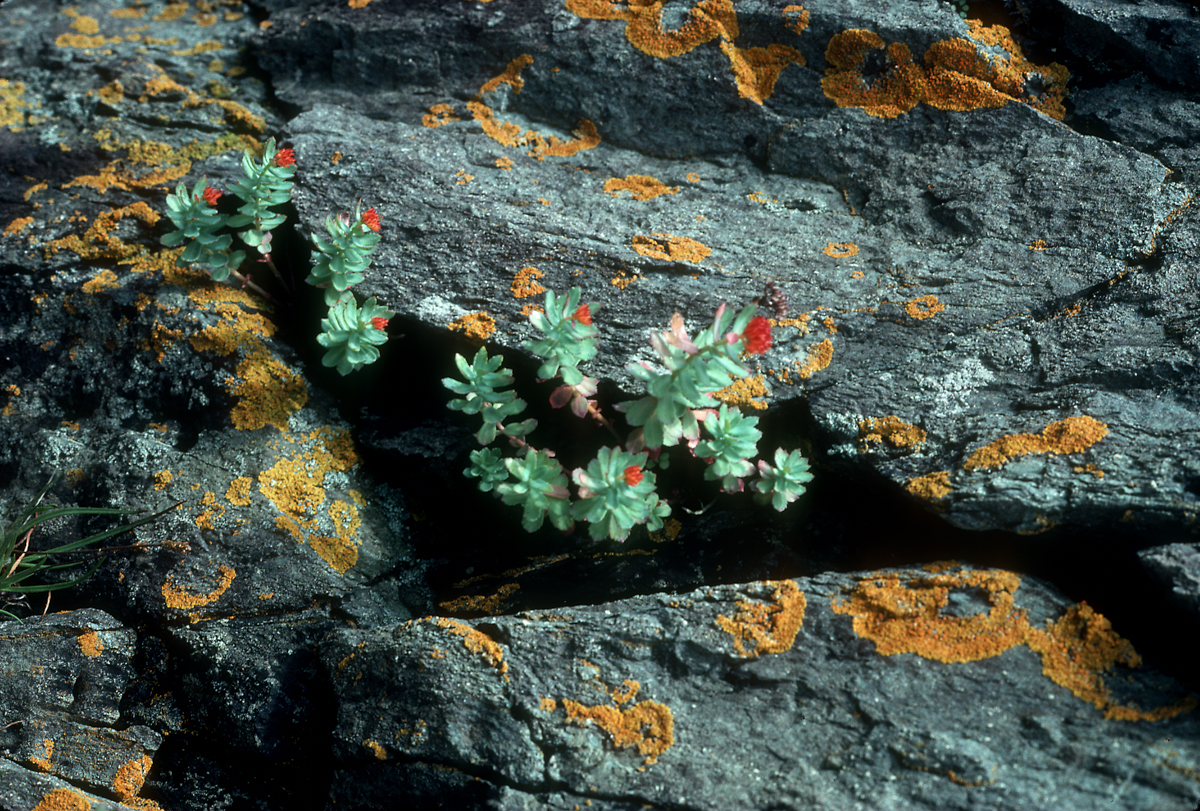 Rhodiola plant
