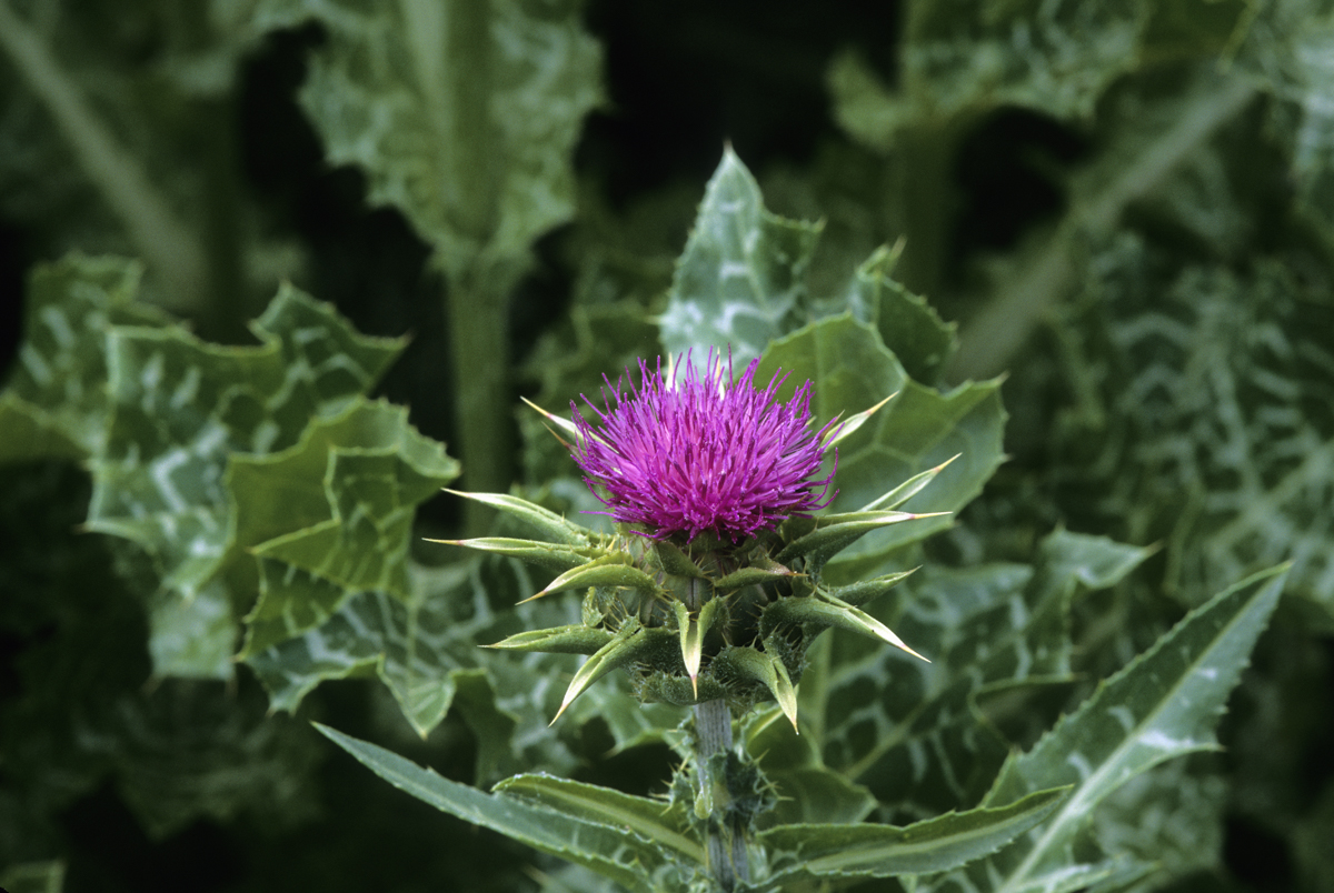 Milk Thistle plant