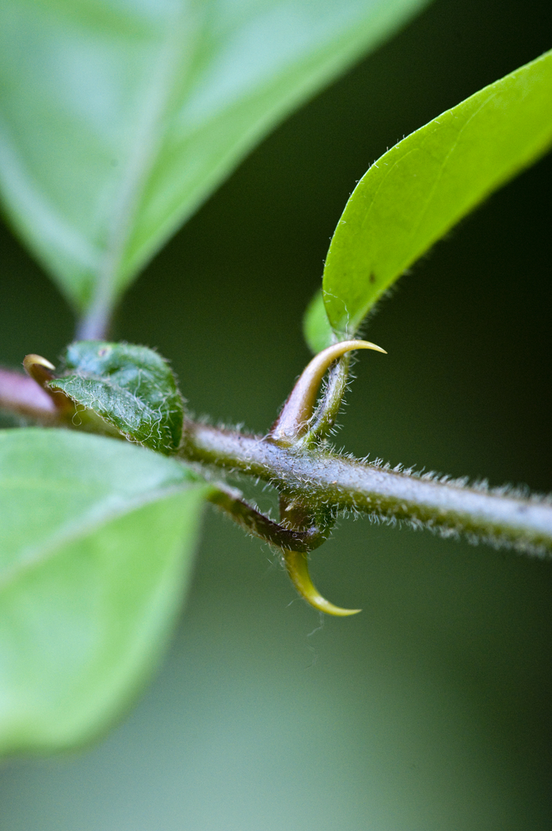 Cat's Claw plant
