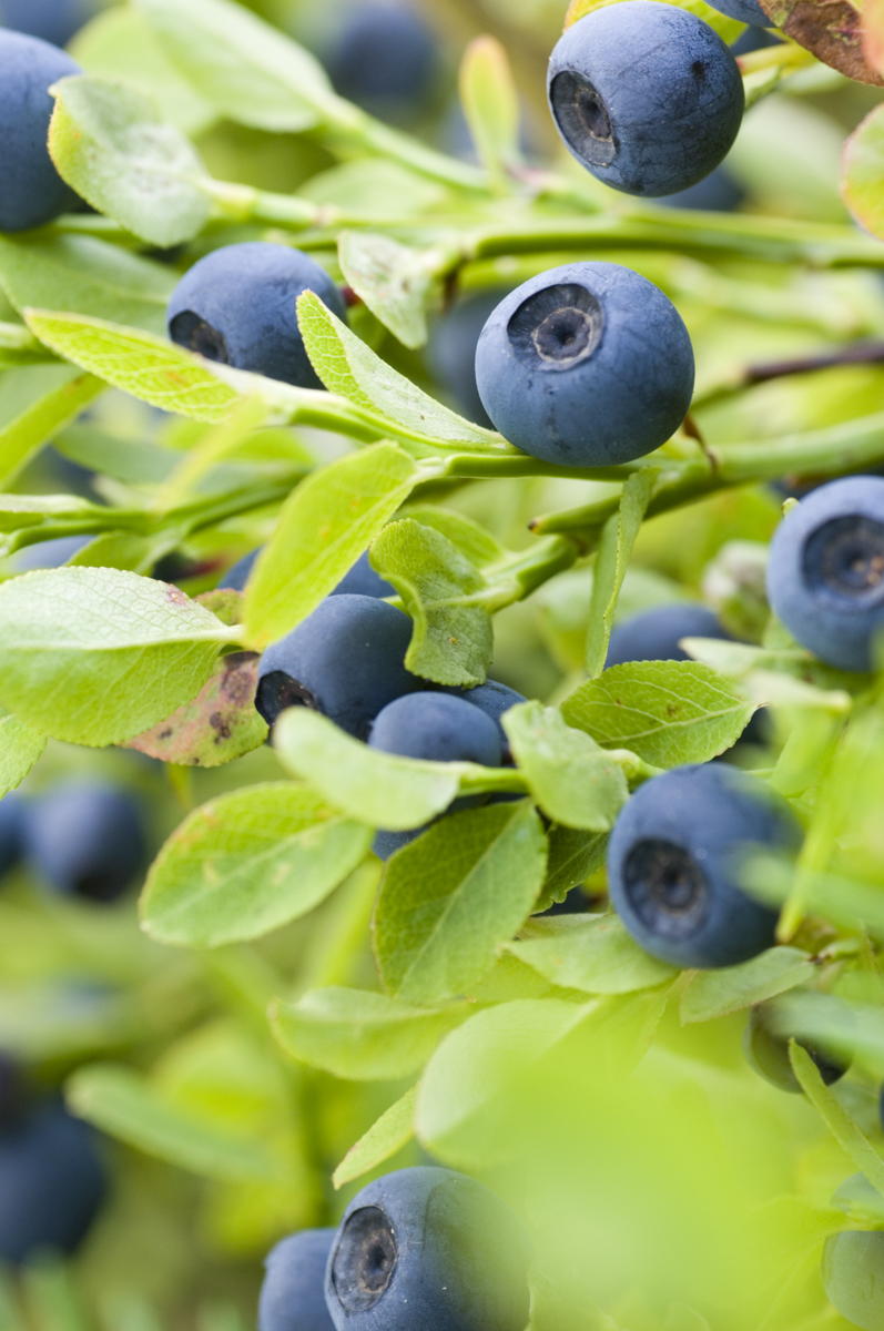 Bilberry plant