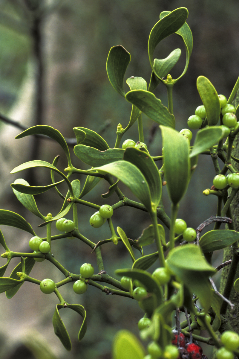 (European) Mistletoe plant