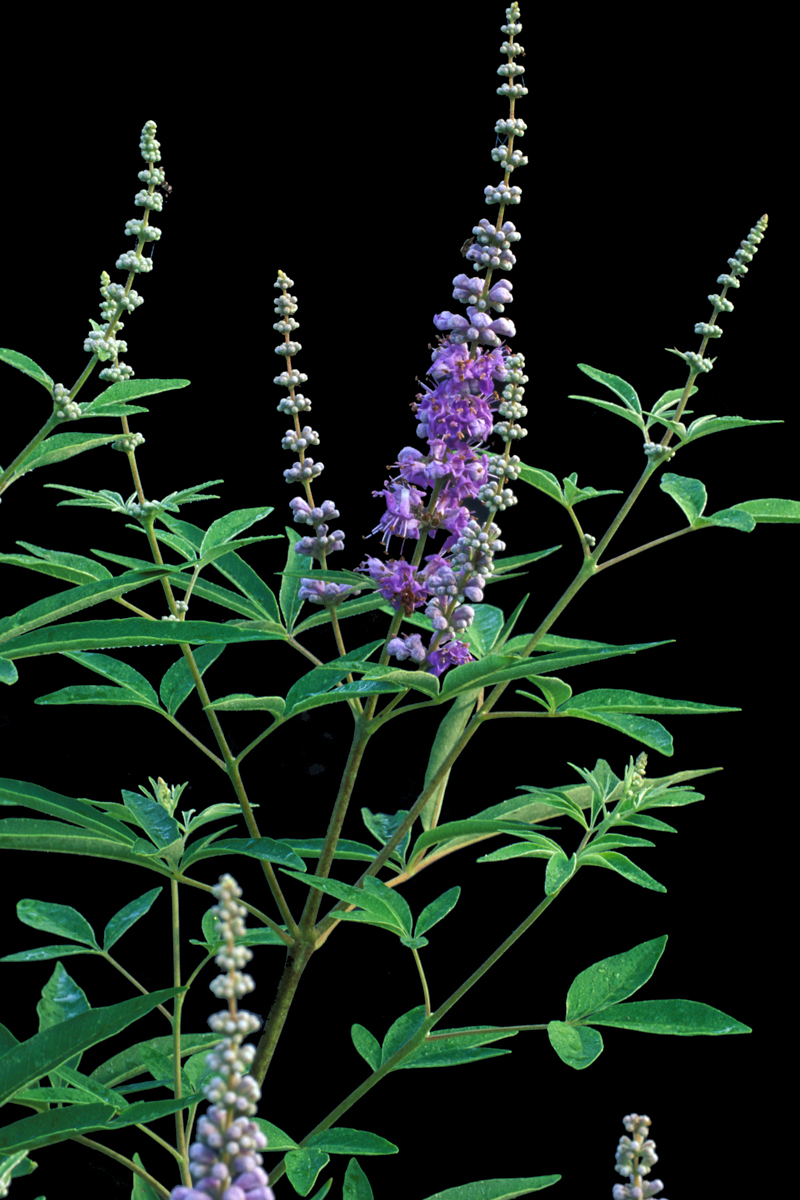 Chasteberry plant