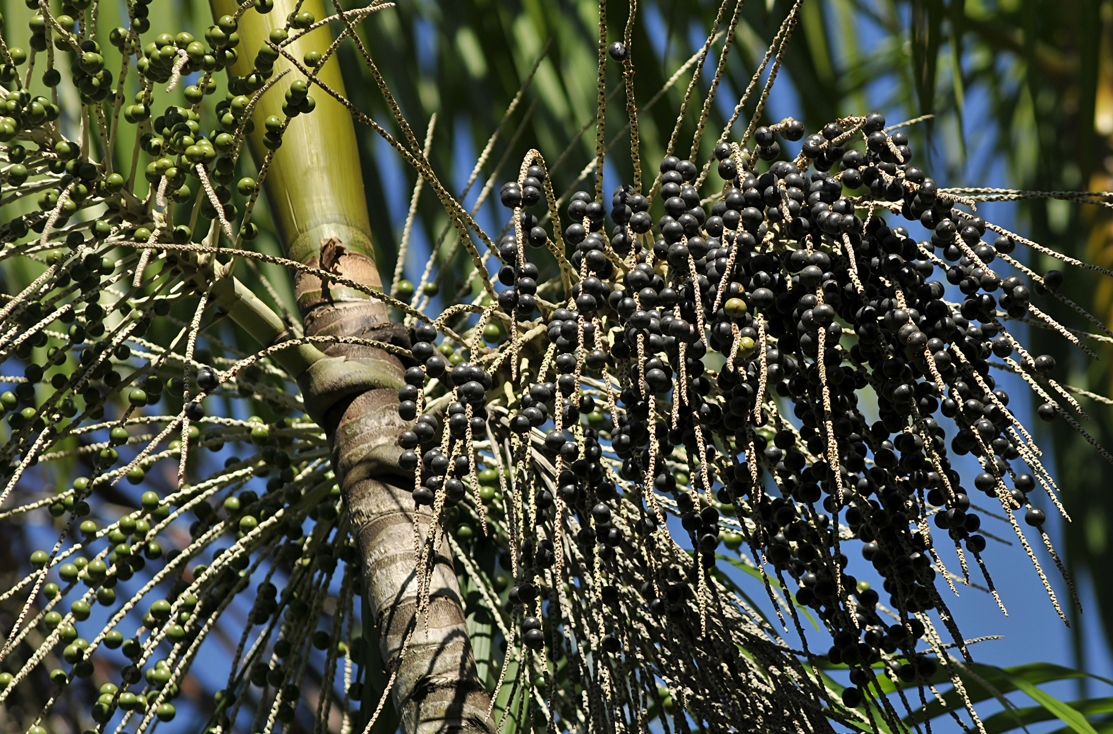 Acai plant